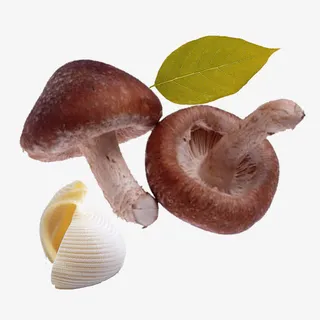 实物新鲜香菇免抠