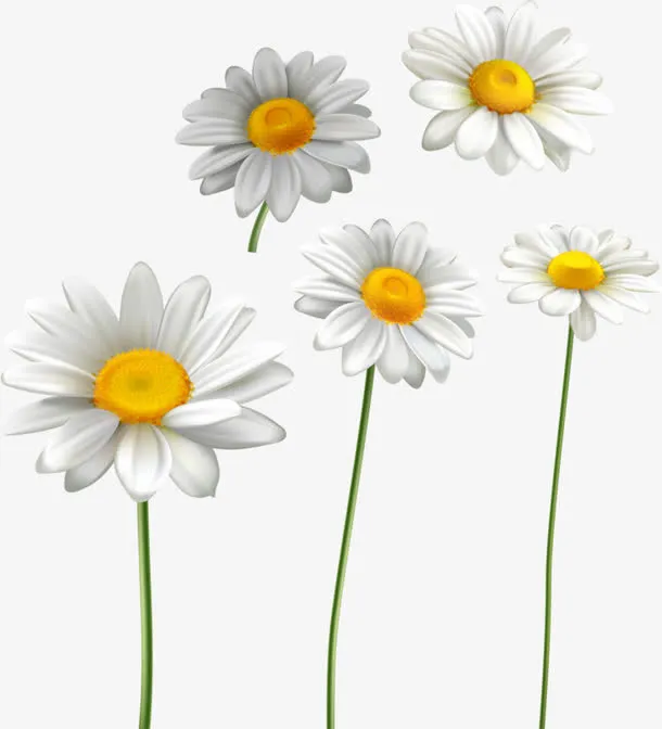 几朵小白花免抠