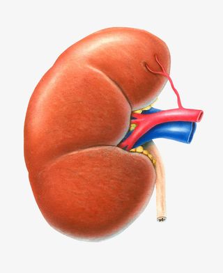 肾脏器官医学插画免抠