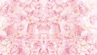 粉色山茶花背景素材