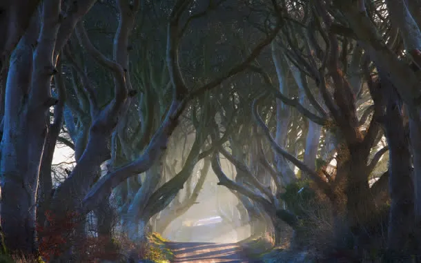 干枯树林中的山路海报背景
