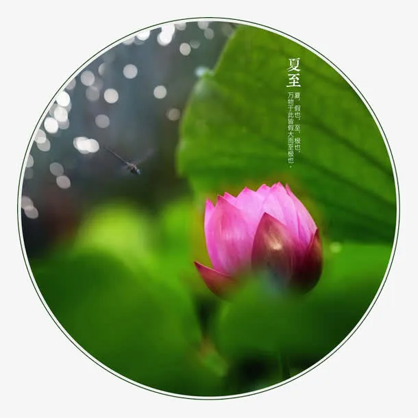夏至荷花免抠