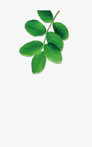 绿叶素材免抠