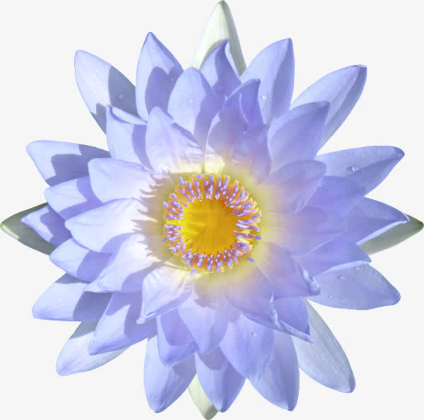 蓝色花朵免抠