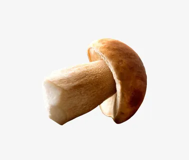 新鲜菌子 野生菌 牛肝菌免抠