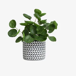 花纹图案的花盆和绿植免抠 花纹图案的花盆和绿植免抠