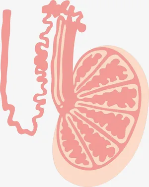 肺部结构免抠