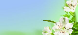 简约唯美白色花朵浅色背景海报背景