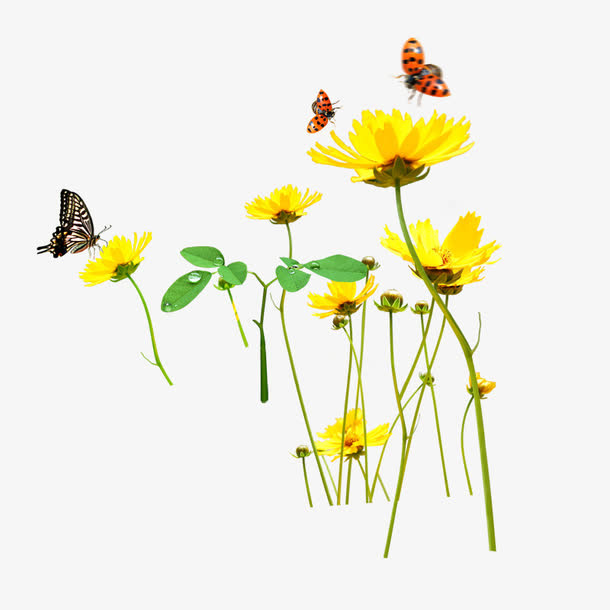 花朵免抠