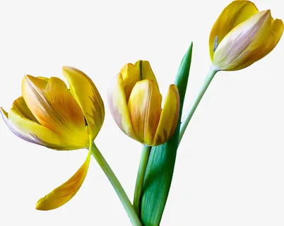 春天绿色黄色花一枝花郁金香免抠 春天绿色黄色花一枝花郁金香免抠