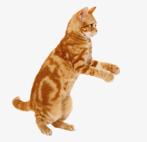 站立的猫免抠