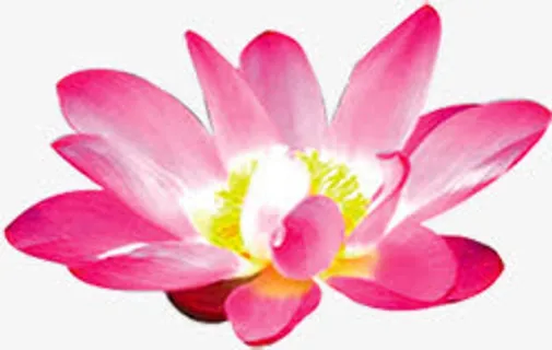 粉色中国风荷花装饰免抠