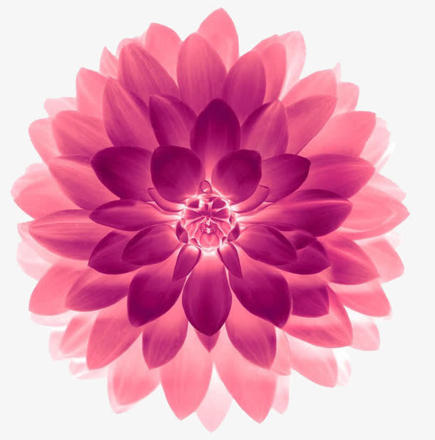 繁花免抠