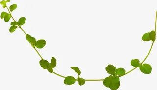 植物叶子免抠