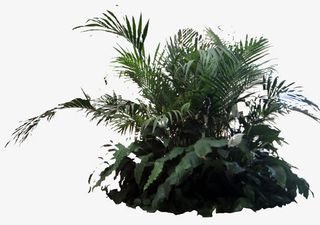 景观设计灌木凤尾免抠