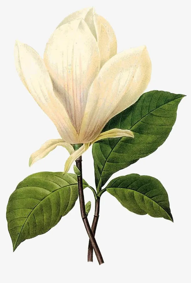 手绘玉兰花png素材免抠