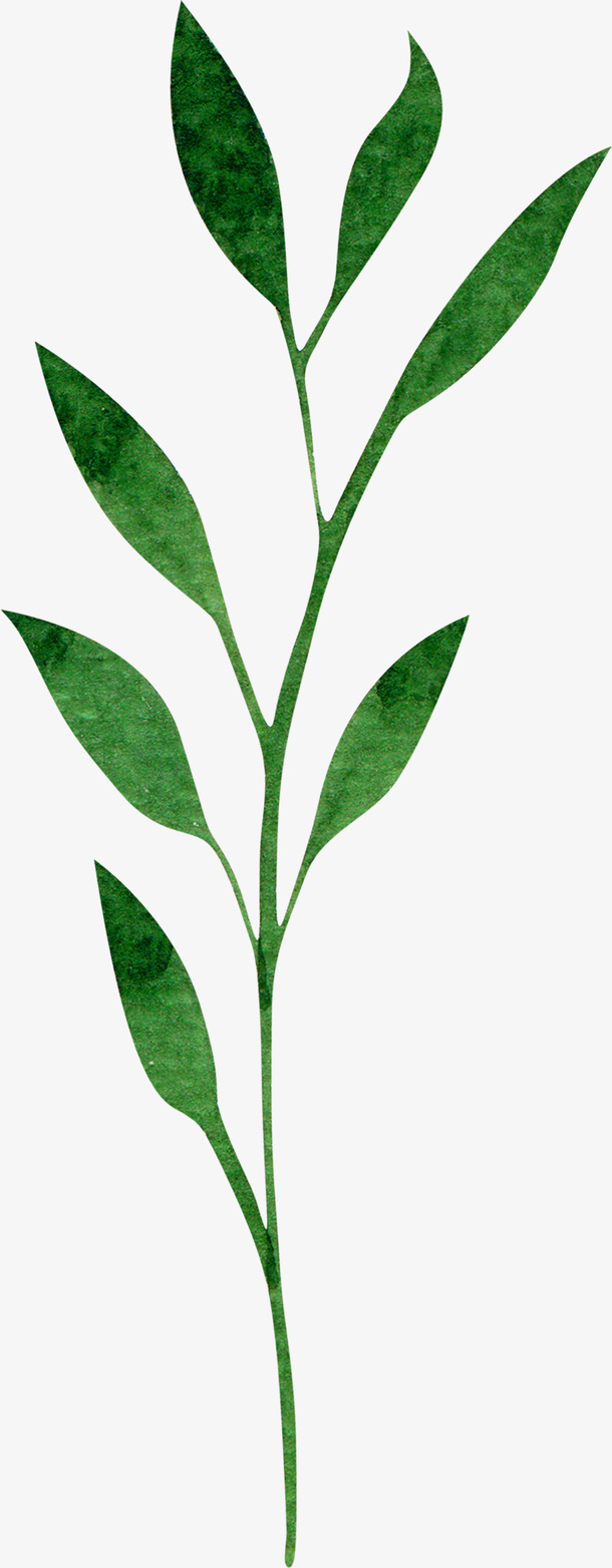 春天植物质感叶子免抠