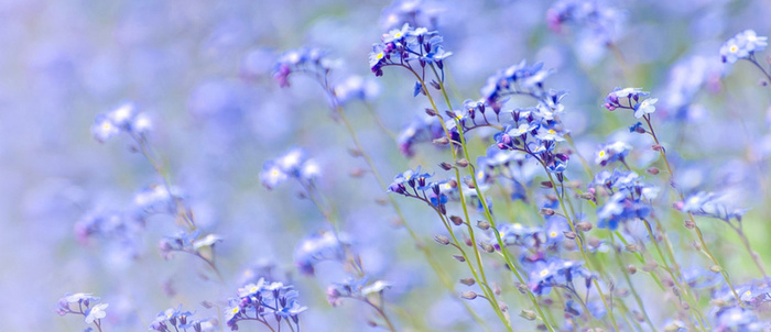 紫花背景高清