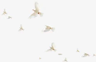 白色和平鸽飞翔效果免抠