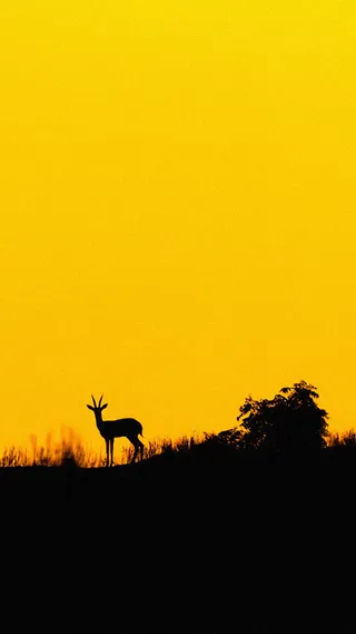 梅花鹿H5背景高清