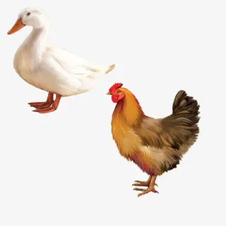 家禽图片免抠素材免抠