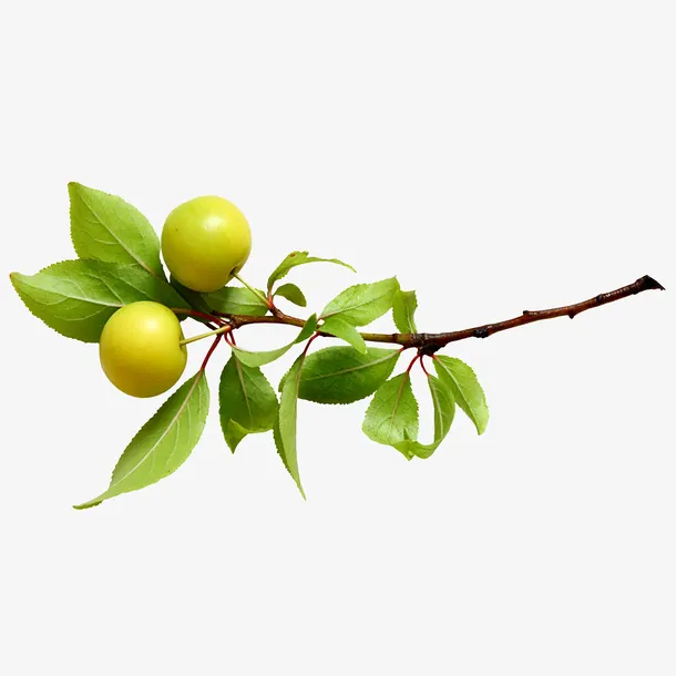 苹果免抠