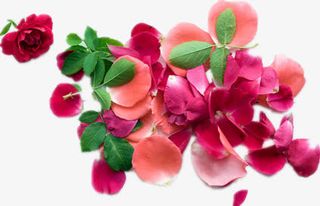 散落的玫瑰花瓣免抠