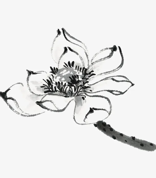 荷花图片免抠