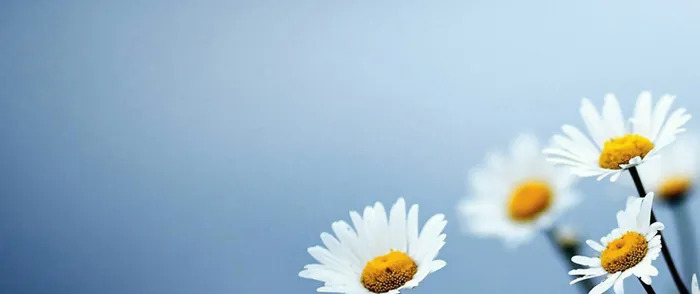 蓝色清新小雏菊背景高清