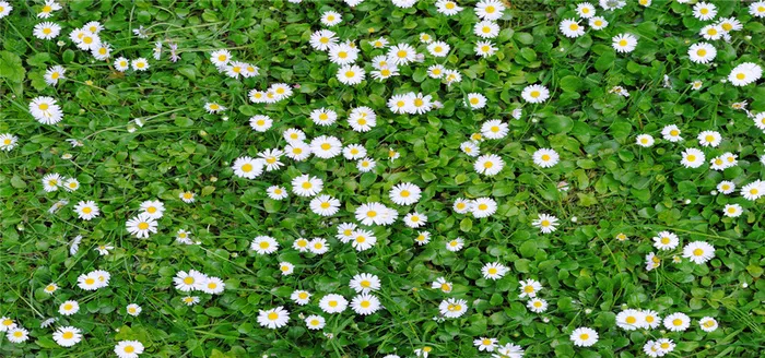 绿色花海菊花背景高清