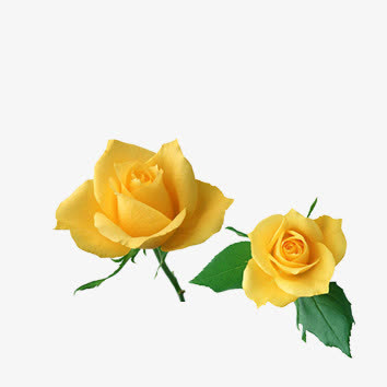 花朵免抠
