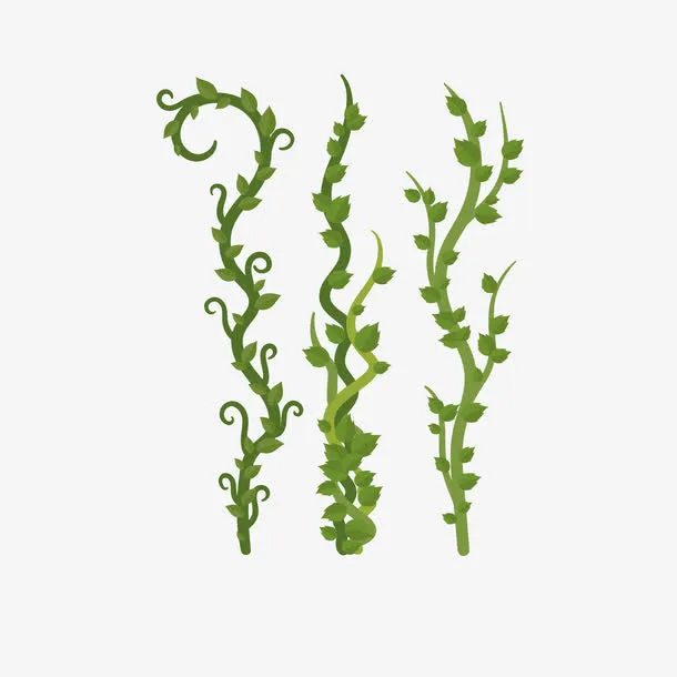 简约矢量绿色藤叶藤蔓免抠