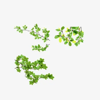 树枝免抠