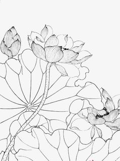 速写荷花线稿免抠