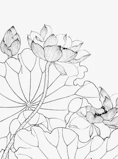 速写荷花线稿免抠