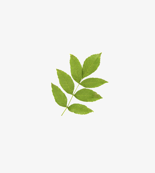 7片绿色树叶免抠
