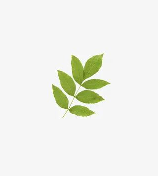 7片绿色树叶免抠