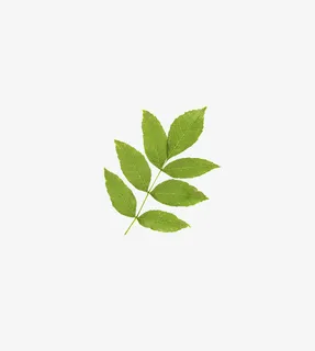 7片绿色树叶免抠 7片绿色树叶免抠