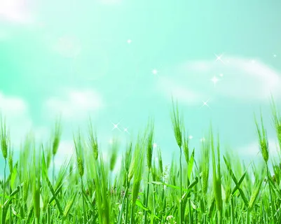 唯美文艺麦子背景高清