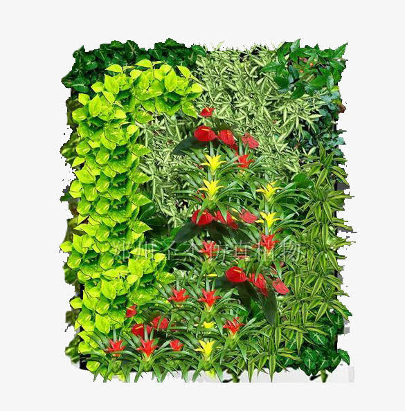 红星闪闪绿色植物墙免抠