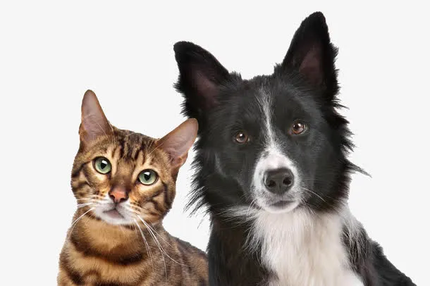 黑狗和小猫免扣素材免抠