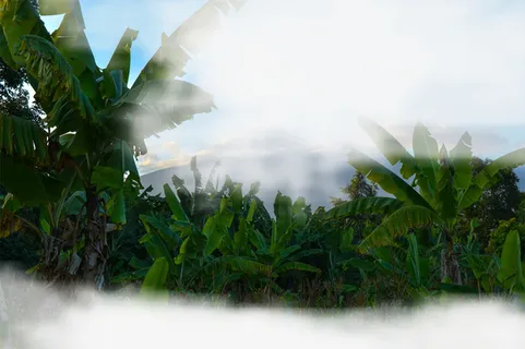 春天绿色树林热带雨林免抠动植物植物元素 春天绿色树林热带雨林免抠动植物植物元素