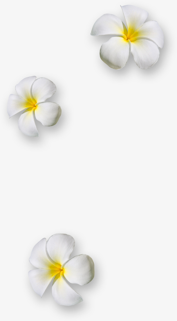 漂浮白色花朵免抠