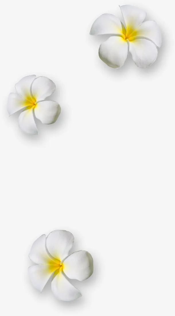 漂浮白色花朵免抠