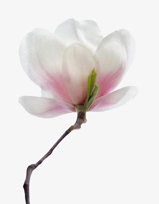 粉白色带香味喜光的玉兰花瓣实物免抠