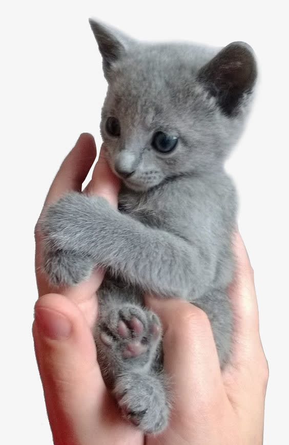 委屈的小猫免抠