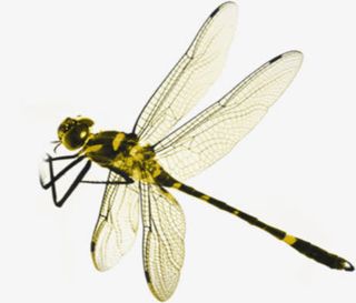 爱在金秋蜻蜓腾飞免抠装饰动物元素