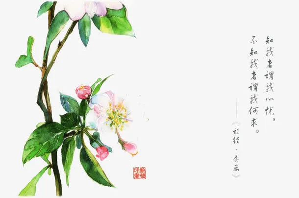 诗经花朵插画配图免抠