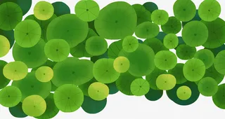 手绘夏日清新插画睡莲莲叶插图免抠