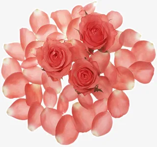 玫瑰花花瓣免抠